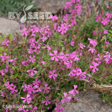 Silene schafta - Silène du Caucase