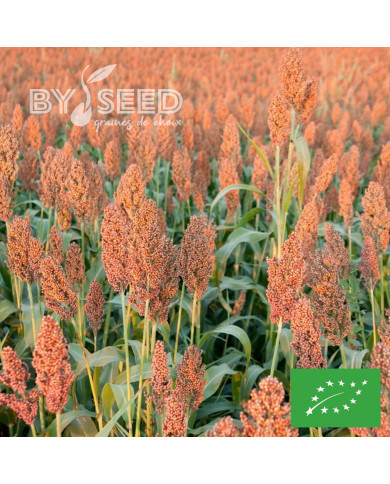 Sorghum sp. Coral BIO