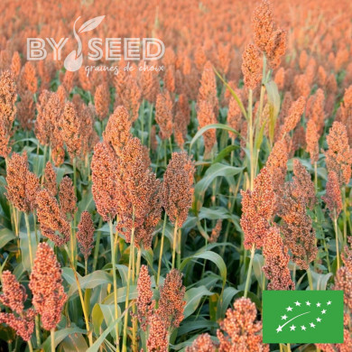 Sorghum sp. Coral BIO