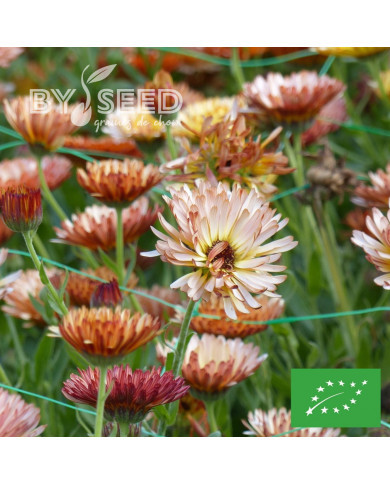 Souci Sunset Buff BIO