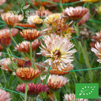 Souci Sunset Buff BIO