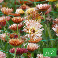 Souci Sunset Buff BIO