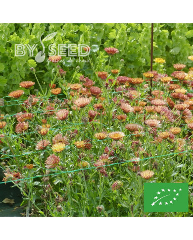 Souci Sunset Buff BIO