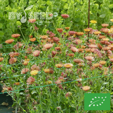 Souci Sunset Buff BIO