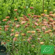 Souci Sunset Buff BIO