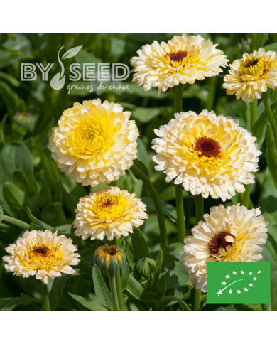 Souci Ivory Princess BIO