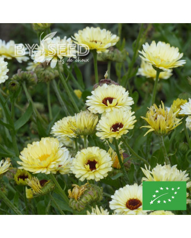 Souci Ivory Princess BIO