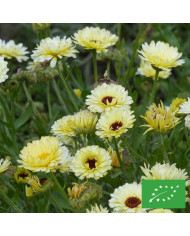 Souci Sunset Buff BIO