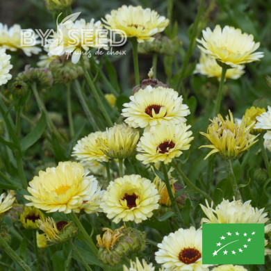 Souci Ivory Princess BIO