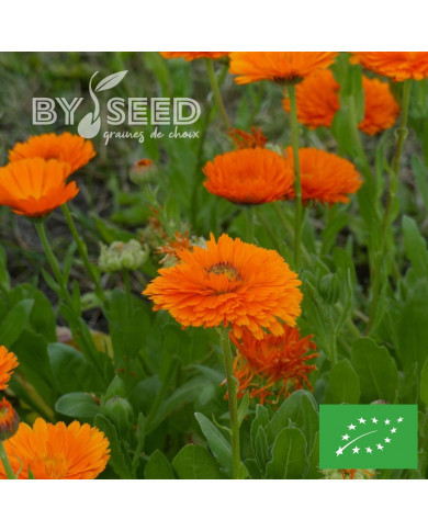 Souci Ollioules Greenheart Orange BIO