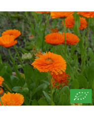 Papyrus du Nil - Cyperus papyrus