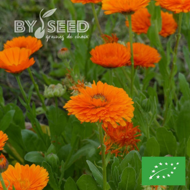 Souci Ollioules Greenheart Orange BIO