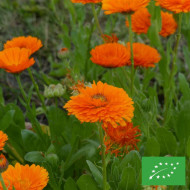 Souci Ollioules Greenheart Orange BIO