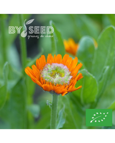 Souci Ollioules Greenheart Orange BIO