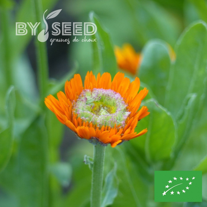 Souci Ollioules Greenheart Orange BIO