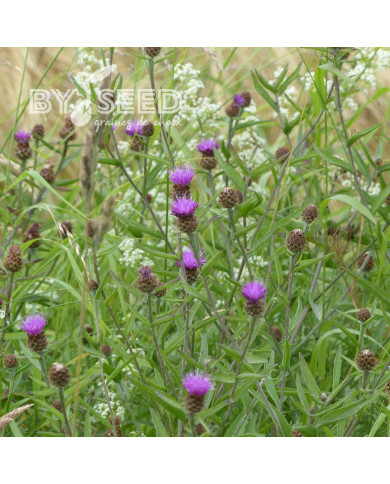 Centaurée jacea (fleur sauvage)