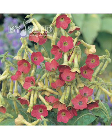 Tabac d'ornement Tinkerbell (graines enrobées)