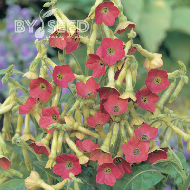 Tabac d'ornement Tinkerbell (graines enrobées)