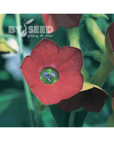 Tabac d'ornement Tinkerbell (graines enrobées)