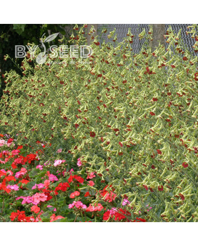 Tabac d'ornement Tinkerbell (graines enrobées)
