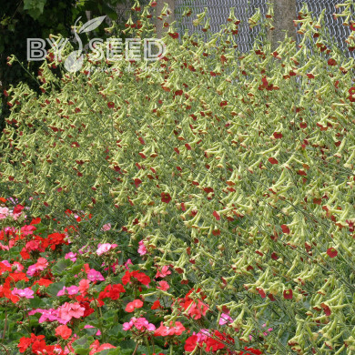 Tabac d'ornement Tinkerbell (graines enrobées)