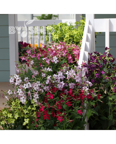 Tabac d'ornement Perfume Mix