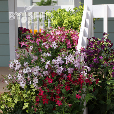 Tabac d'ornement Perfume Mix