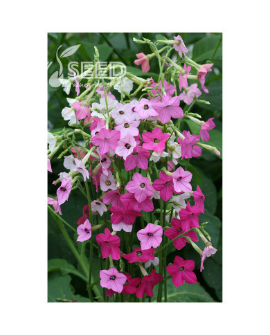 Tabac d'ornement Whisper Mix