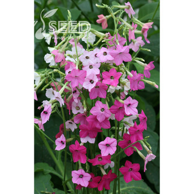 Tabac d'ornement Whisper Mix