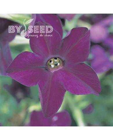 Tabac d'ornement Perfume Deep Purple