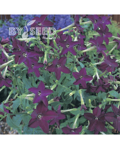 Tabac d'ornement Perfume Deep Purple