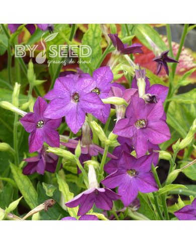 Tabac d'ornement Perfume Deep Purple