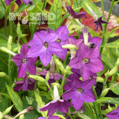 Tabac d'ornement Perfume Deep Purple