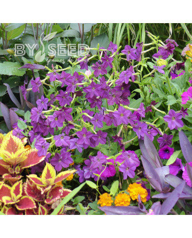 Tabac d'ornement Perfume Deep Purple