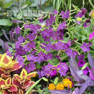 Tabac d'ornement Perfume Deep Purple