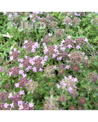 Thym serpolet Magic Carpet