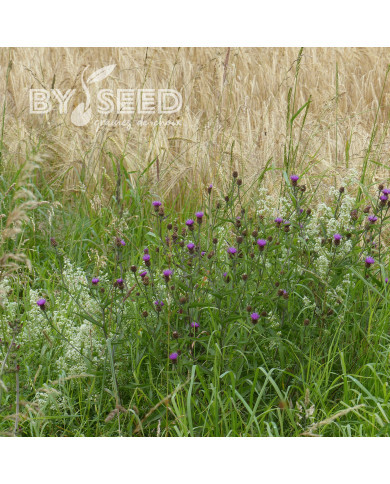 Centaurée jacea (fleur sauvage)