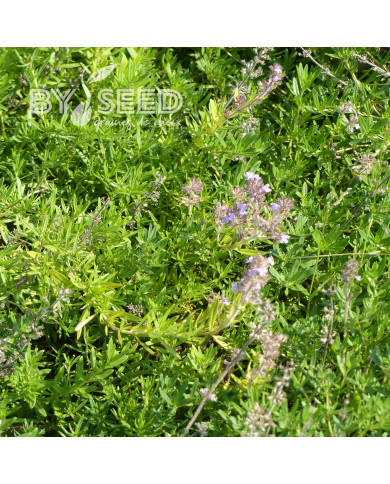Thym serpolet Magic Carpet