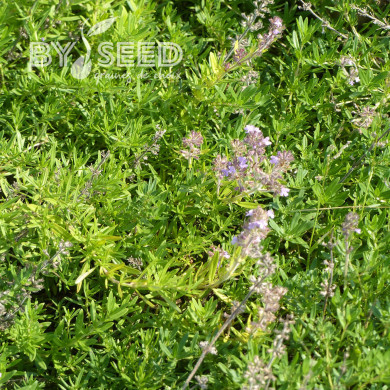 Thym serpolet Magic Carpet