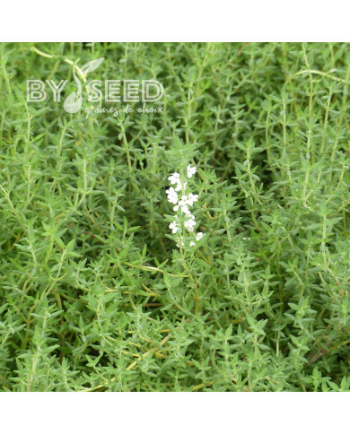 Thym orange - Thymus fragrantissimus