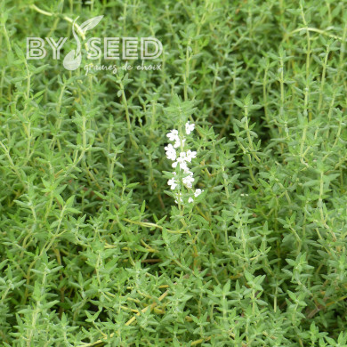 Thym orange - Thymus fragrantissimus