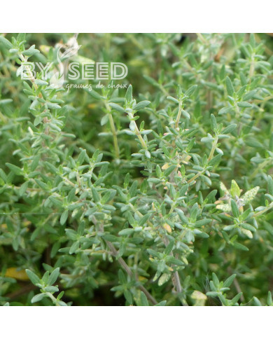 Thym orange - Thymus fragrantissimus