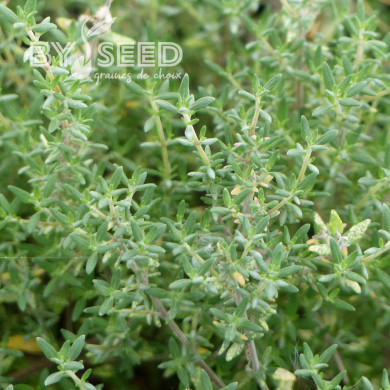 Thym orange - Thymus fragrantissimus