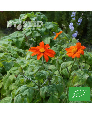 Tithonia ou Soleil du Mexique Torch BIO