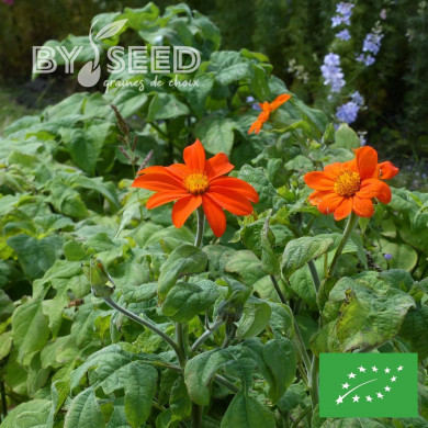 Tithonia ou Soleil du Mexique Torch BIO