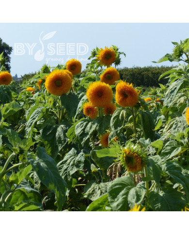 Tournesol haut double Sungold