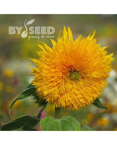 Tournesol haut double Sungold