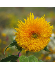 Tournesol haut Inca Empire Mix