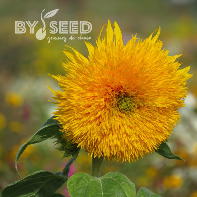 Tournesol haut double Sungold