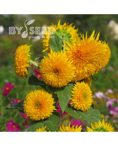 Tournesol haut double Sungold